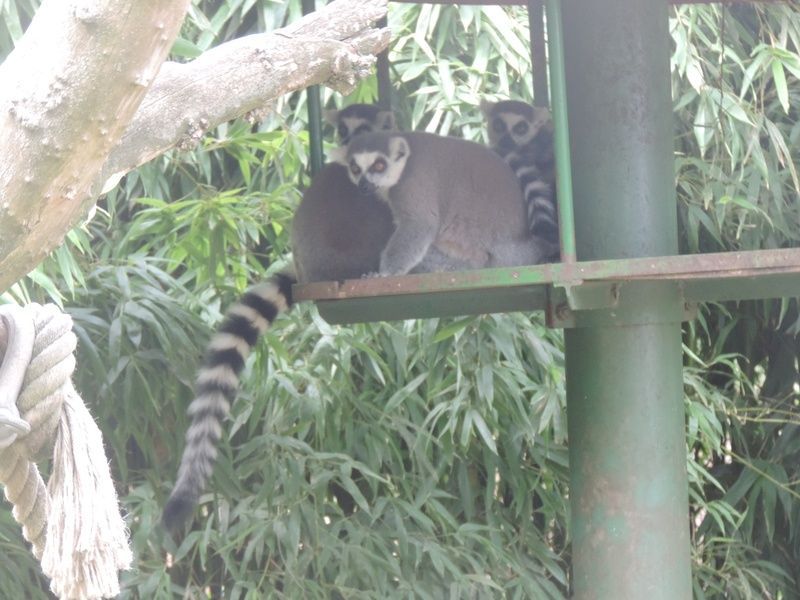 Château de Couches en Bourgogne+Zoo de Touroparc à Romanèche-Thorins en Bourgogne+autres 097