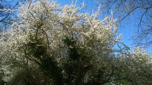 Signification des  fleurs + (autres à venir,un peu de tout) 23c9622f