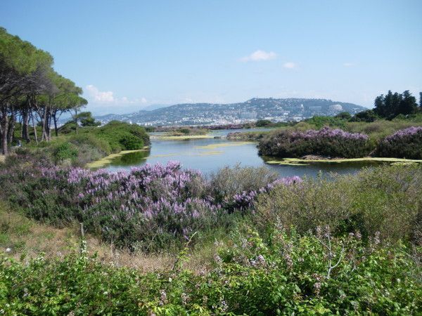 L' ÎLE SAINTE MARGUERITE **ALPES-MARITIMES** 5729a0b8