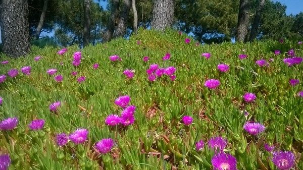 Fleurs de différents pays (un peu de tout avec historiques) + astrologie 83939bf7