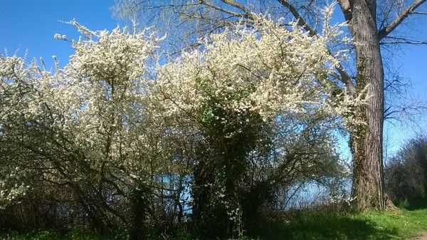 LES FLEURS BON A SAVOIR 85a2cd88