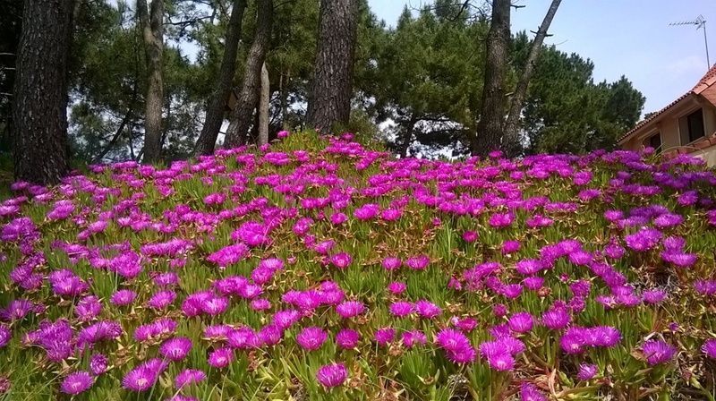 fleurs - Signification des  fleurs + (autres à venir,un peu de tout) WP_20150512_001