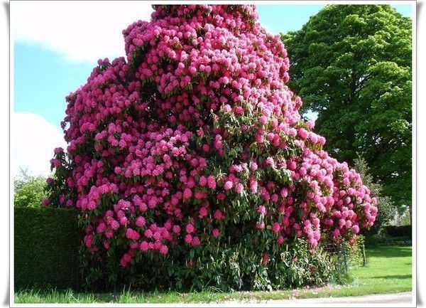 LES FLEURS BON A SAVOIR Cec03d50