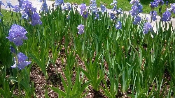 fleurs - Signification des  fleurs + (autres à venir,un peu de tout) F3d2c138