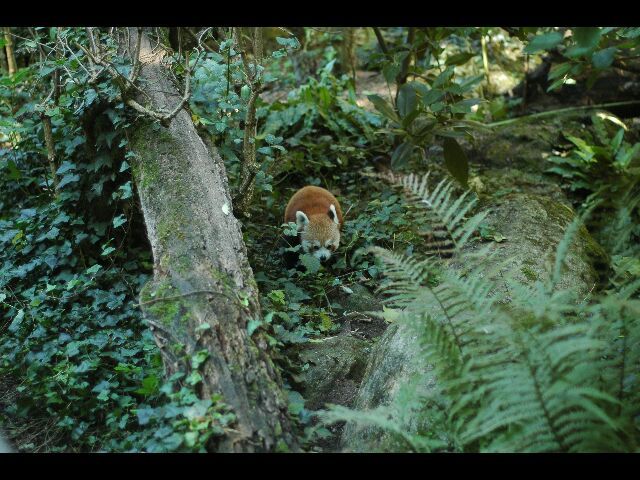 FONDS D'ECRAN DIVERS ANIMAUX 1_47