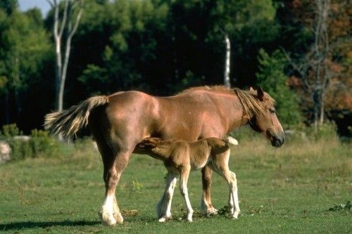 Les animaux (un peu de tout) Ca78844e