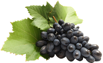 POEMES SUR LES VENDANGES Raisin2