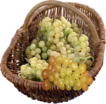 POEMES SUR LES VENDANGES Raisins_1