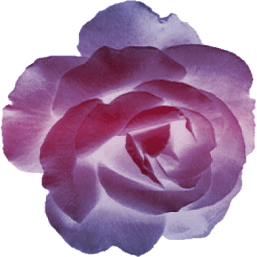 fleurs - Signification des  fleurs + (autres à venir,un peu de tout) Rose-violette