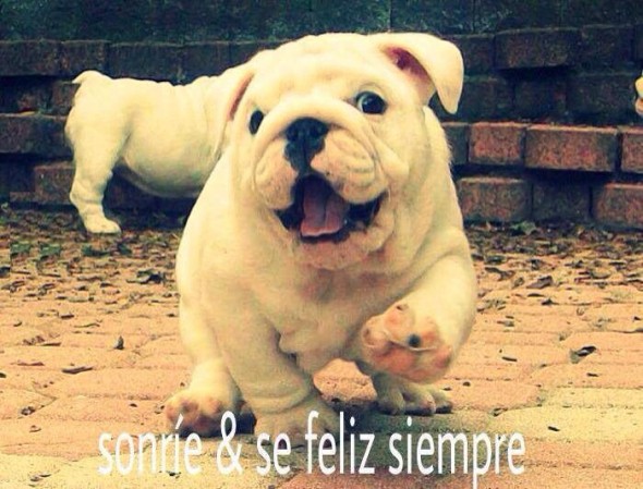 Hoy dedico una sonrisa, ....... - Página 36 Sonrie-y-se-feliz-siempre-590x449