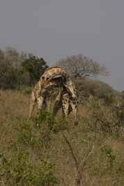    Giraffe%20Fighting