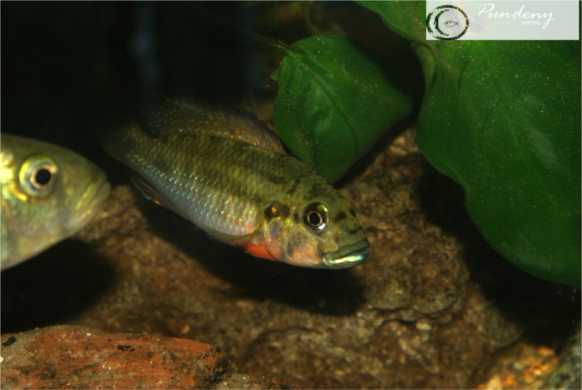 Thoracochromis brauschi Tb_m3079