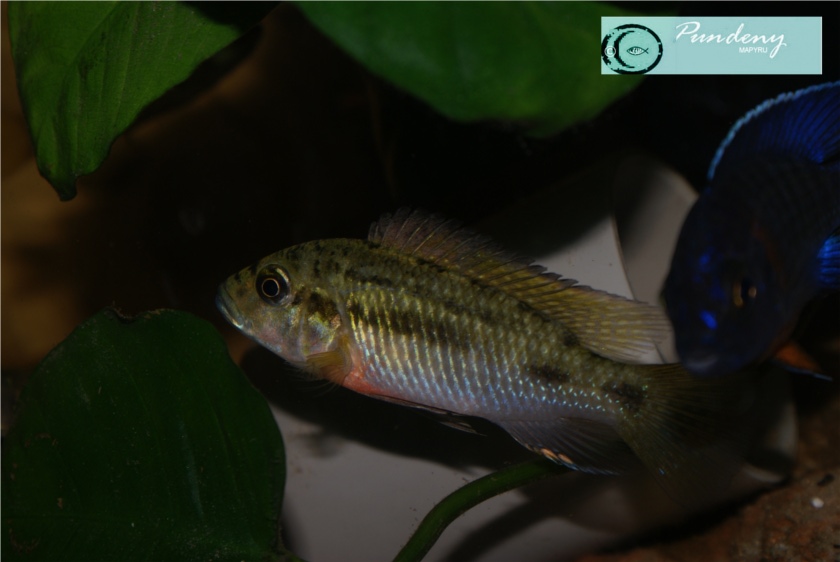 Thoracochromis brauschi Tb_m3082