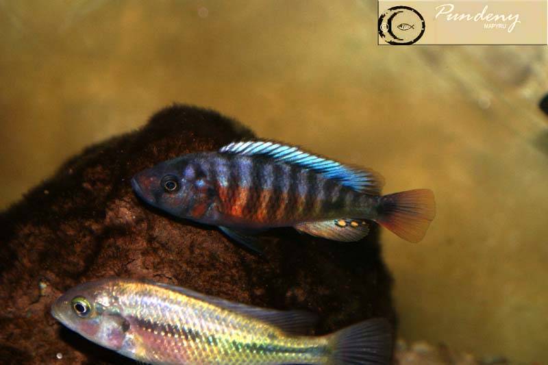 Haplochromis sp "crimson tide"  CT06486