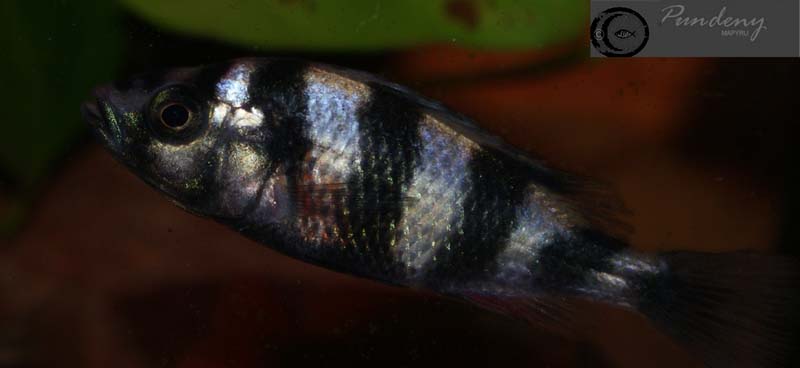 Haplochromis latifasciatus LatifDSC06438