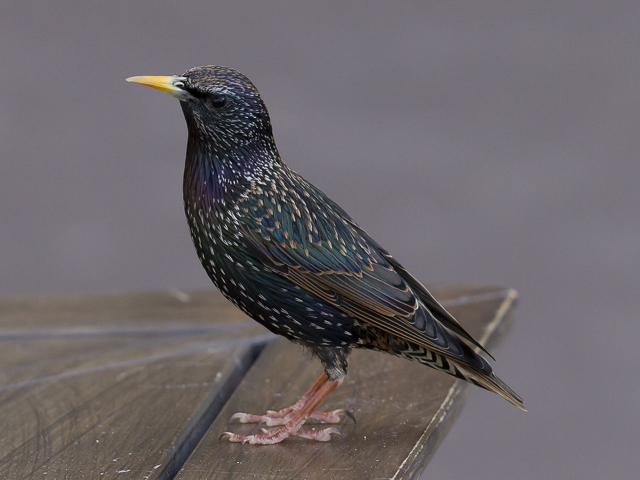 OISEAUX (textes+photos) + autres à venir.... Etourneau-CC-Pierre-Selim