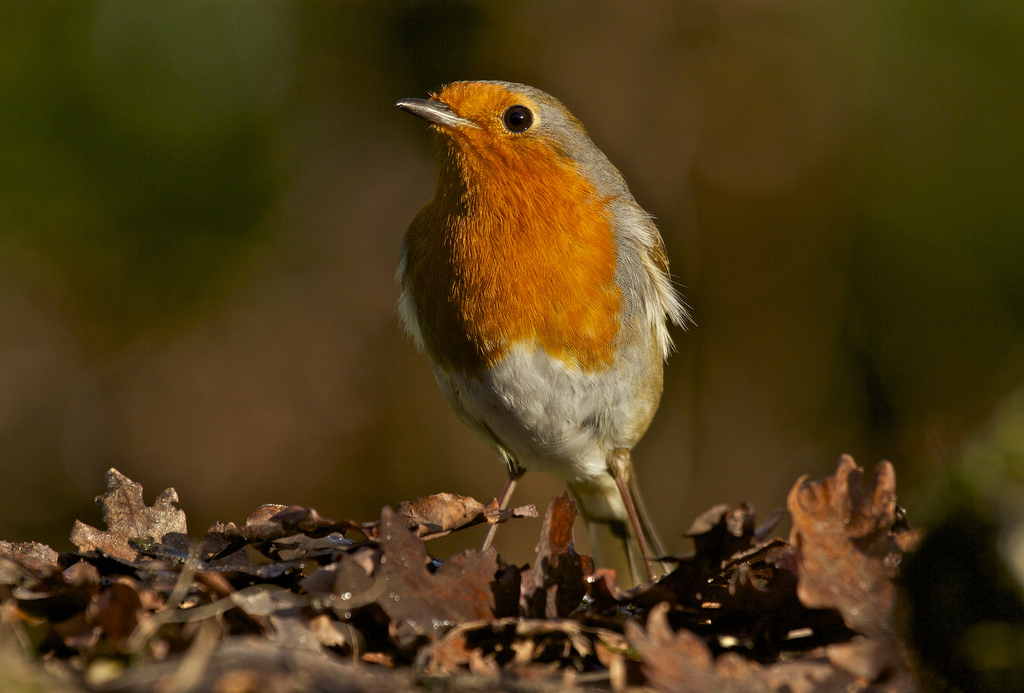 OISEAUX (textes+photos) + autres à venir.... Rouge-gorge-CC-Tony-Cox