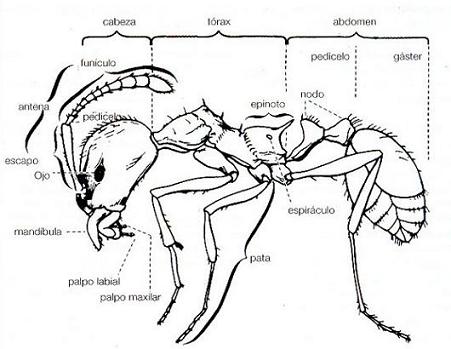 [Hormiga]Mas grande del Mundo!!,Sus Parte y la que pica mas Duro Morfologia-hormigas