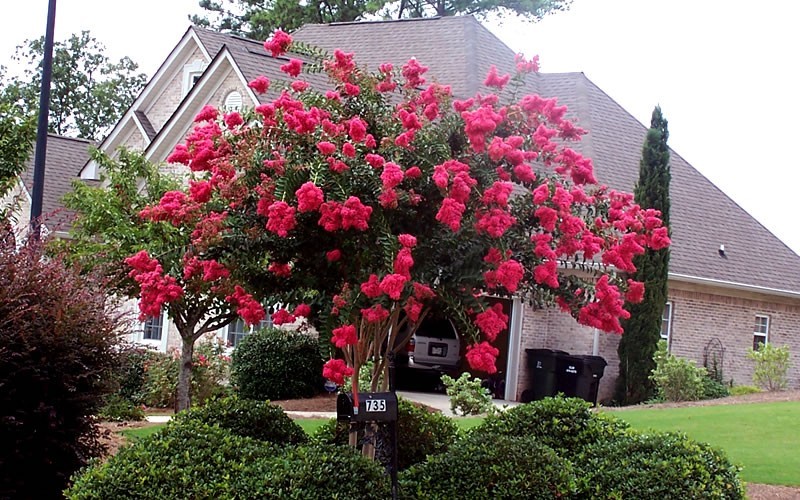 Цвеќе Hortikultura.mk_indiski_jorgovan_lagerstroemia_3