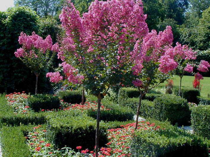 Цвеќе Hortikultura.mk_indiski_jorgovan_lagerstroemia_4