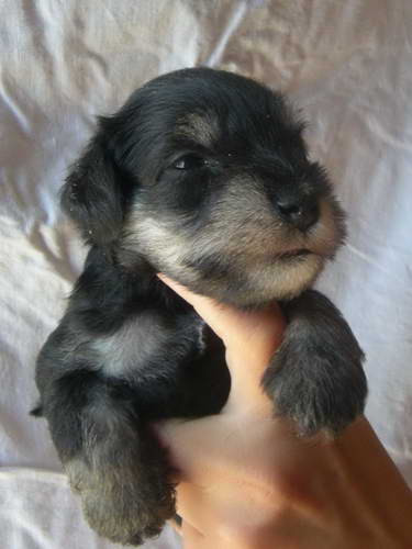 Black&Silver puppies House Kazak Kennel Chelines Lucky France x House Kazak Lucky Flower 0808muzjakbeli1-1