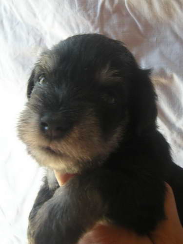 Black&Silver puppies House Kazak Kennel Chelines Lucky France x House Kazak Lucky Flower 0808muzjakbeli3-1