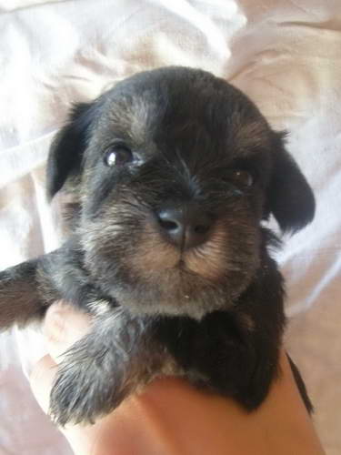 Black&Silver puppies House Kazak Kennel Chelines Lucky France x House Kazak Lucky Flower 0808muzjakbordo1-1