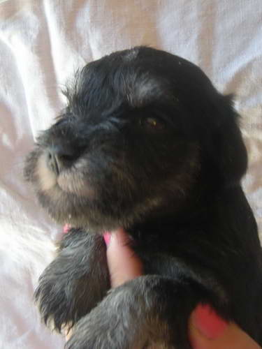 Black&Silver puppies House Kazak Kennel Chelines Lucky France x House Kazak Lucky Flower 0808muzjakbordo2-1