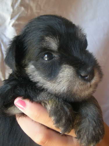 Black&Silver puppies House Kazak Kennel Chelines Lucky France x House Kazak Lucky Flower 0808muzjakcrveni1-1