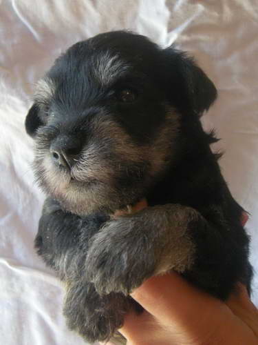 Black&Silver puppies House Kazak Kennel Chelines Lucky France x House Kazak Lucky Flower 0808muzjakcrveni2-1