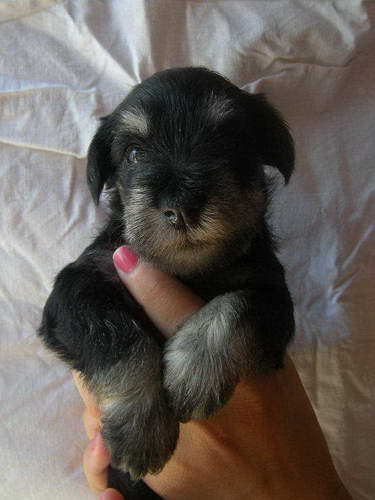 Black&Silver puppies House Kazak Kennel Chelines Lucky France x House Kazak Lucky Flower 0808plavazenka8-1