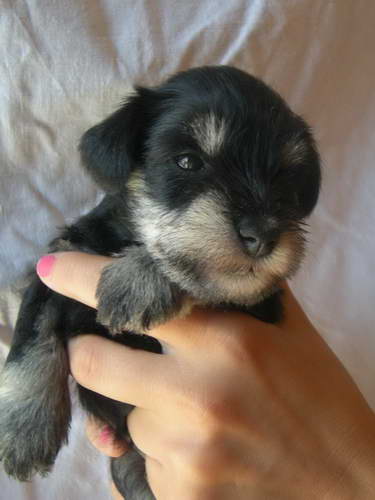 Black&Silver puppies House Kazak Kennel Chelines Lucky France x House Kazak Lucky Flower 0808zenkaroze7-1