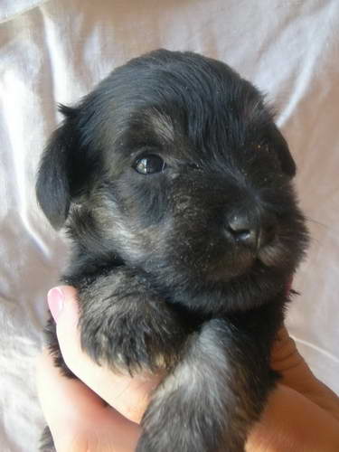 Black&Silver puppies House Kazak Kennel Chelines Lucky France x House Kazak Lucky Flower 0808zenkasvetloroze2-1