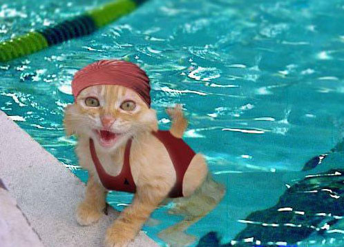 Bonjour tout le monde Chat-piscine