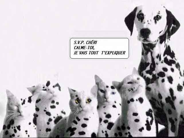 images droles et blagues anti dprime !!!  - Page 5 Dalmatien_humour