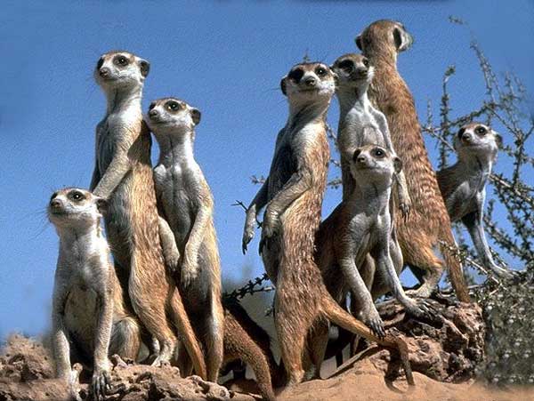 URGENT!!!  gros probleme d'allaitement. Suricates