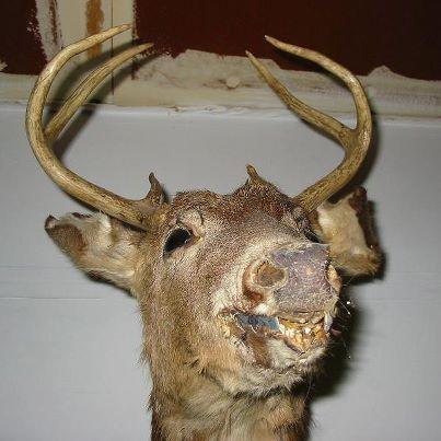 Photo "oh my god" - Page 19 Horrible-taxidermy-