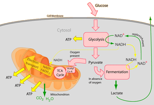 The Role of the Mitochondrion in Aerobic Respiration Aeresp