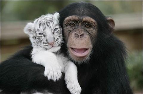 Chimpanz Adopta Tigres Siberianos Amor-animal-5