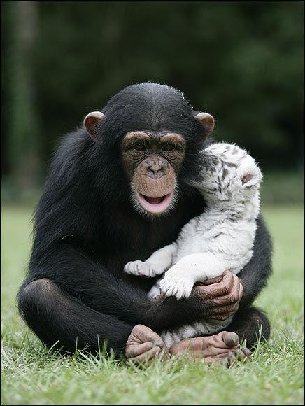 Chimpanz Adopta Tigres Siberianos Amor-animal-7