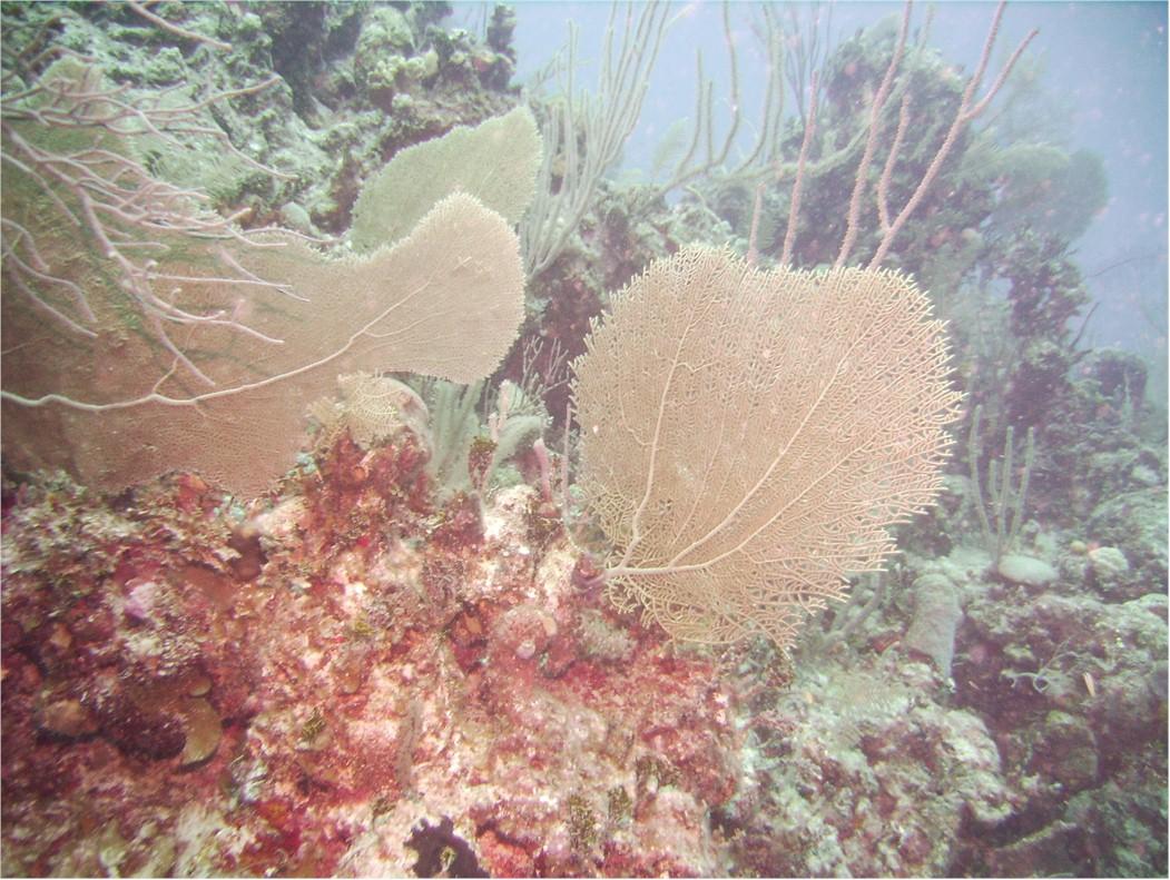 Folha? Planta? Nãão, é um animal. Seafan