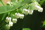 Que ces bruns de Muguet du Pays Toy ( 65120 ) ,  vous apportent joie et bonheur . 2120504-1er-mai-les-origines-de-la-fete-du-muguet-et-du-travail