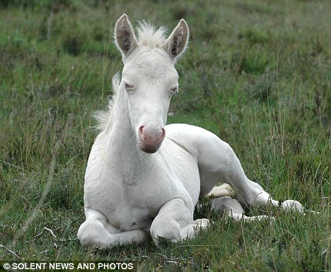 Willow foals painfully Article-0-016CDAD300000578-896_468x385