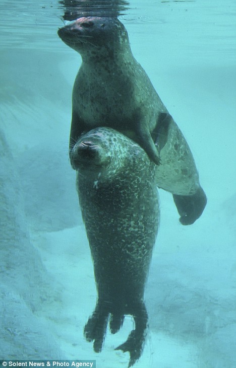 Pictured: What's a nice seal like you doing in a dive like this? Article-0-02E37EAA000005DC-60_468x731