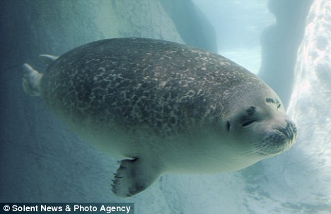 Pictured: What's a nice seal like you doing in a dive like this? Article-0-02E37EAD000005DC-356_468x303