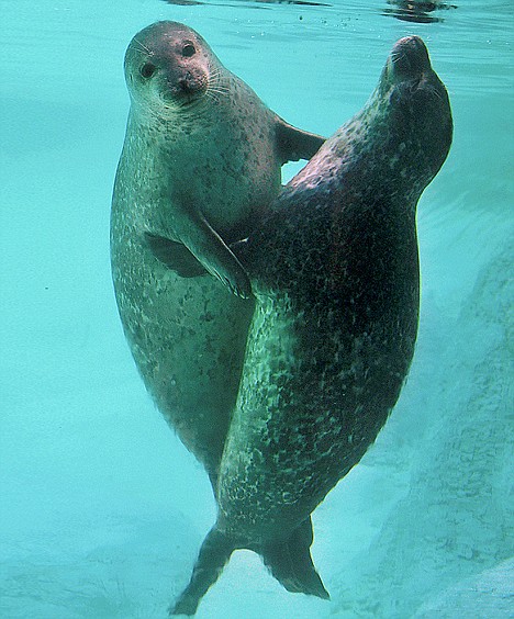 Pictured: What's a nice seal like you doing in a dive like this? Article-0-02E3FE53000005DC-574_468x564