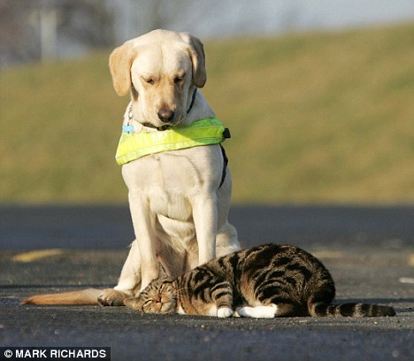 The cat that trains guide dogs how to resist temptation Article-1112137-02FD0713000005DC-738_468x408