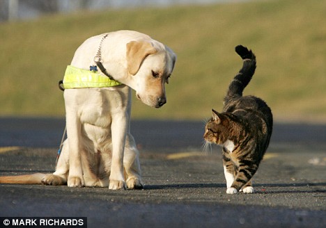 The cat that trains guide dogs how to resist temptation Article-1112137-02FD0B03000005DC-999_468x328