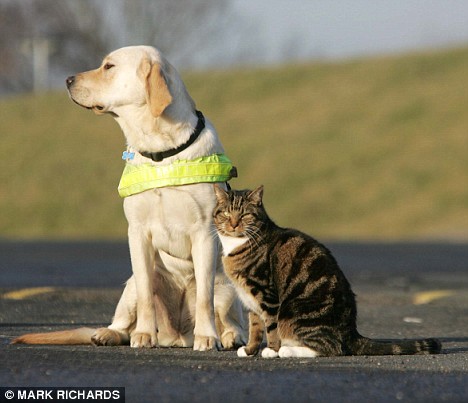 The cat that trains guide dogs how to resist temptation Article-1112137-02FD0C91000005DC-813_468x403