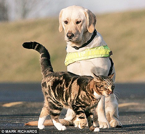 The cat that trains guide dogs how to resist temptation Article-1112137-03058E81000005DC-733_468x434